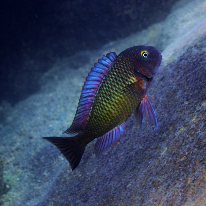 Tropheus moorii 'Mulyma'